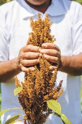 IMAGO Nature: Unsere Erde, Klimawandel, Ernährung, Pflanzen der Zukunft, Amaranth July 30, 2019: CIUDAD DE MEXICO, agosto 28 (EL UNIVERSAL).- Comunidades oaxaquenas revalorizan los cultivos de amaranto y los vuelven un bastion de soberania alimentaria, tradicion y alimentacion saludable. Foto: Agencia EL UNIVERSAL *** July 30, 2019 CITY OF MoXICO, August 28 EL UNIVERSAL Oaxaceous communities revalue amaranth crops and make them a bastion of food sovereignty, tradition and healthy food Photo Agency EL UNIVERSAL  - ZUMAu78_ 20190730_zaf_u78_091 Copyright: xElxUniversalx
