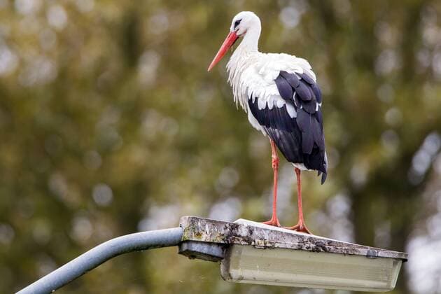 Weissstorch, Weiss-Storch (Ciconia ciconia), sitzt auf einer Strassenlampe, Deutschland white stork (Ciconia ciconia), perched on lamppole, Germany BLWS543422 Copyright: xblickwinkel AGAMI M.xvanxDuijnx