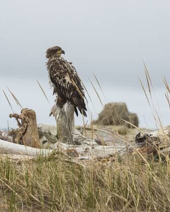 Juvenile Bald Eagle (Haliaeetus leucocephalus), Cape Breton National Park, Nova Scotia, Canada, North America Copyright: JonxReaves 1241-174