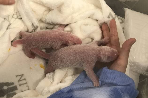 Bilder des Jahres 2019, Entertainment 09 September Entertainment Themen der Woche KW36 Entertainment Bilder des Tages (190902) -- BERLIN, Sept. 2, 2019 -- Photo provided by Zoo Berlin on Sept. 2, 2019 shows the newly born twin panda cubs in Berlin, capital of Germany. The six-year-old giant panda Meng Meng, sent by China to Germany in 2017 together with male panda Jiao Qing, gave birth to twin panda cubs, the first-ever panda cubs born in Germany, Zoo Berlin announced Monday morning. (Zoo Berlin Handout via Xinhua) FOR EDITORIAL USE ONLY. NOT FOR SALE FOR MARKETING OR ADVERTISING CAMPAIGNS. MANDATORY CREDIT. GERMANY-BERLIN-ZOO-NEW BORN PANDA BoxLindongwuyuan 