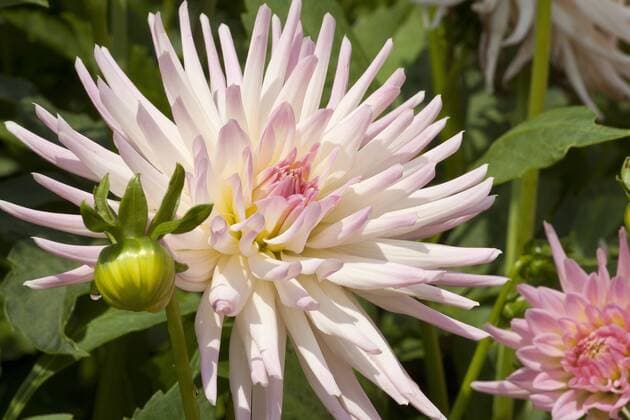 Garten-Dahlie, Gartendahlie (Dahlia Stars Lady , Dahlia Stars Lady), Kaktus-Dahlie Stars Lady georgina (Dahlia Stars Lady , Dahlia Stars Lady), cactus dahlias Stars Lady BLWS543933 Copyright: xblickwinkel M.xKuehnx