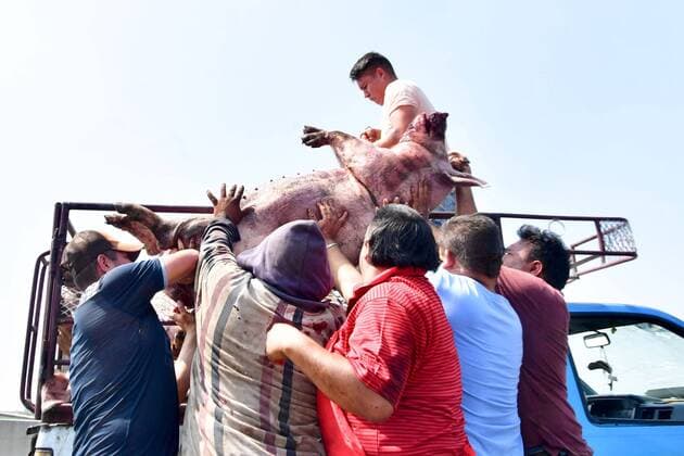 September 7, 2019 EUM20190907NAC20 JPG ZUMPANGO, Mex AccidentTilt September 7, 2019 A truck that transported pigs volco in the Circuito Exterior Mexiquense, at the height of kilometer 17, due to excessive speed In the mishap died 70 animals, which were watered by the road Several people acquired some dead pigs to make sausages, because they are useless even for  - ZUMAu78_ 20190907_zaf_u78_064 Copyright: xElxUniversalx