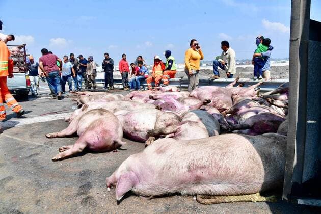 September 7, 2019 EUM20190907NAC22 JPG ZUMPANGO, Mex AccidentTilt September 7, 2019 A truck that transported pigs volco in the Circuito Exterior Mexiquense, at the height of kilometer 17, due to excessive speed In the mishap died 70 animals, which were watered by the road Several people acquired some dead pigs to make sausages, because they are useless even for  - ZUMAu78_ 20190907_zaf_u78_065 Copyright: xElxUniversalx