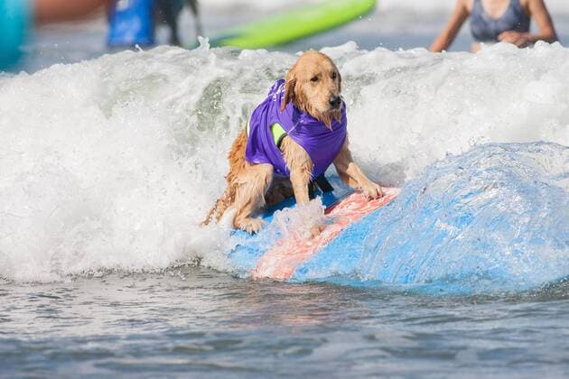 Bilder des Jahres 2019, Entertainment 09 September Entertainment Themen der Woche KW36 Entertainment Bilder des Tages DEL MAR, CALIFORNIA - SEPTEMBER 8TH: Surfing Dogs at the Helen Woodward Surf Dog Surf-A-Thon at Del Mar Dog Beach on September 8th 2019. Copyright: xTonyxFortex