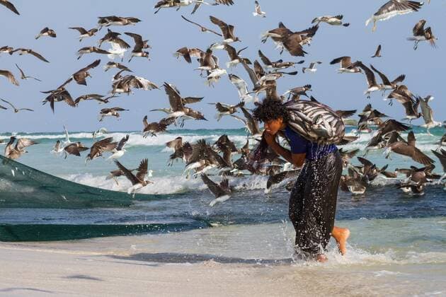 IMAGO Creative, Unsere Erde, Umweltverträgliche Herausforderungen des 21. Jahrhunderts, Überfischung Hemprichmoewe, Hemprich-Moewe (Larus hemprichii), Moewenschwarm ueber Fischer mit Netzen in der Brandung, Oman sooty gull (Larus hemprichii), flock of Sooty Gulls over people fishing with nets at the beach, Oman BLWS545210 Copyright: xblickwinkel AGAMI R.xMartinx