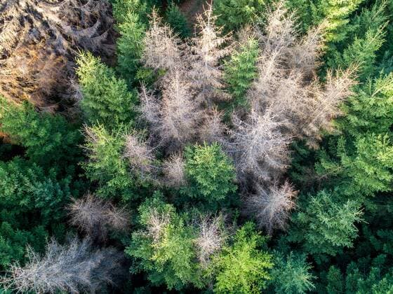 Waldsterben im Taunus 15 09 2019, Oberursel Hessen Dead spruces stand in the forest on the main ridge of the Taunus between Sandplacken and Saalburg Aerial view with a drone , Oberursel Germany