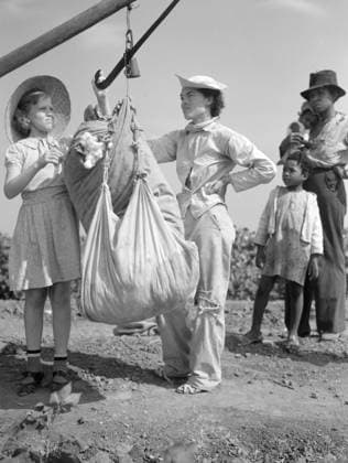Cotton Pickers Having Cotton Weighed, Kaufman County, Texas, USA, Arthur Rothstein for Farm Security Administration (FSA), July 1936 Editorial Use Only  Copyright: CircaxImages ghi-circa01767
