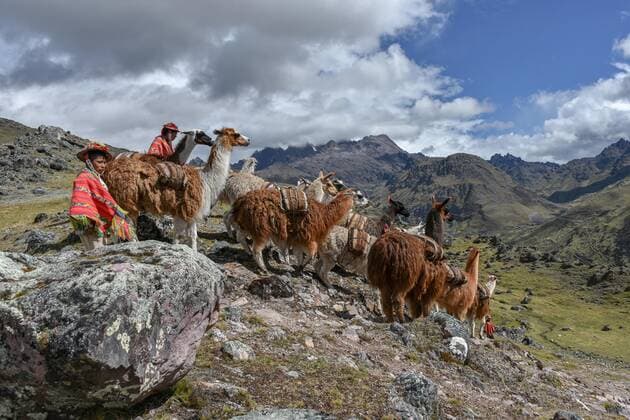 IMAGO Nature: Unsere Erde, Naturschutz, Indigene Völker Indio treibt Lamas (Lama glama) mit Säcken beladen, Anden, bei Cusco, Peru, Südamerika *** Indio drives llamas llama glama loaded with bags, Andes, near Cusco, Peru, South America Copyright: imageBROKER/HaraldxvonxRadebrecht iblmea05038035.jpg