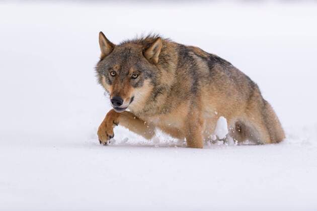 Wolf Canis lupus , runs through deep snow, Sumava National Park, Bohemian Forest, Czech Republic, Europe Copyright: imageBROKER/BerndxZoller ibxbzo05037189.jpg
