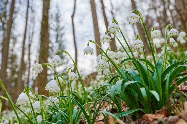 Maerzenbecher, Maerzbecher, Fruehlings-Knotenblume, Fruehlingsknotenblume, Schneerose, Maerzgloeckchen (Leucojum vernum), bluehend am Waldboden, Deutschland, Bayern, Oberpfalz spring snowflake (Leucojum vernum), blooming on forest ground, Germany, Bavaria, Oberpfalz BLWS545836 Copyright: xblickwinkel D.xu.xM.xSheldonx