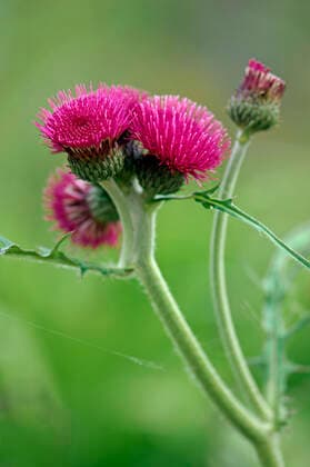Ornamental thistle - An erect herbaceous perennial flowering mid summer. (Cirsium rivulare). Devon garden, UK.  Copyright: DavidxCxDixon 10868984