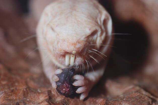 IMAGO Nature: Unsere Erde: Tierwelt: Hässliche Tiere Naked Mole Rat underground. (Heterocephalus glaber). Dry areas North East Africa. Digs with its incisor teeth. Eating beetle. Blind.  Copyright: PatxMorris 10879850