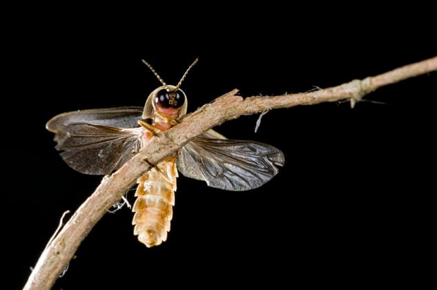 IMAGO Nature: Unsere Erde, Lichtverschmutzung in den Nächten bedroht Glühwürmchen-Populationen Glow Worm - male (Lampyris noctiluca). Italy.  Copyright: GiacomoxRadi 10884161