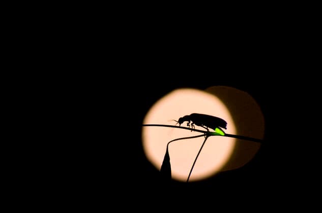 IMAGO Nature: Unsere Erde, Lichtverschmutzung in den Nächten bedroht Glühwürmchen-Populationen Firefly - male (Luciola italica). Tuscany.  Copyright: GiacomoxRadi 10884165