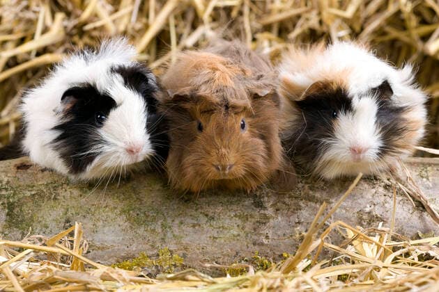 Guinea Pig. three young sitting on a log.  Copyright: Jean-MichelxLabat 10900101