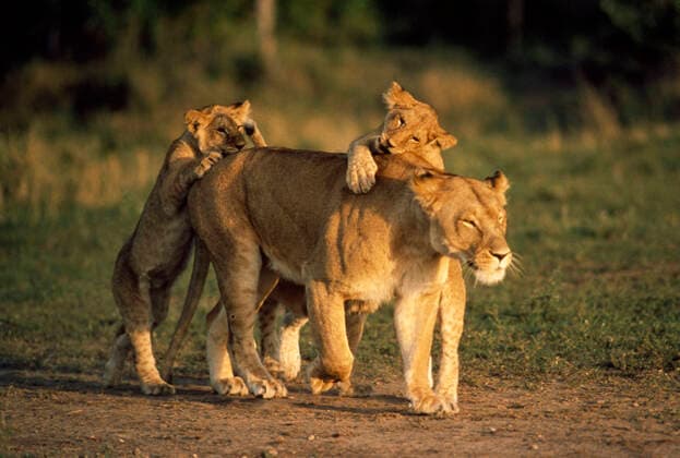 LION - Lioness female with her cubs .  Copyright: YannxArthus-bertrand 10947768