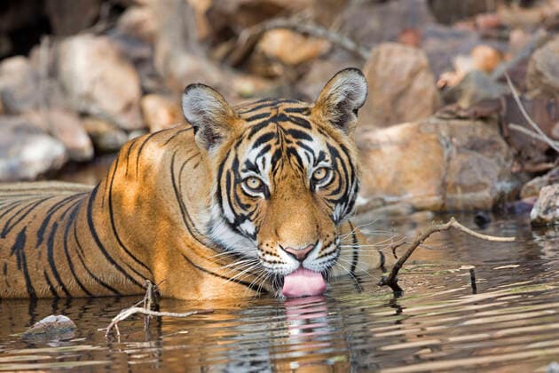 Bengal Tiger resting and drinking in a waterhole Ranthambore National Park, Rajasthan, India, Asia  Copyright: M.xWatson 11050749
