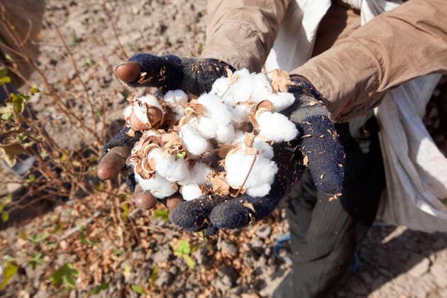 IMAGO Nature: Unsere Erde, Klimawandel, Baumwolle Cotton Plant workers harvesting cotton  Copyright: MaryxEvansxxM.xWatson 11676973