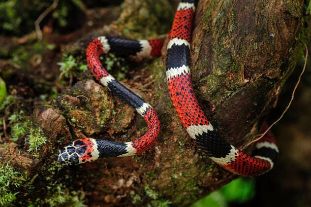 IMAGO Nature: Unsere Erde, Tiere, Gestreifte Tierarten False Tree Coral, San Cipriano, Choco, Colombia False Tree Coral, San Cipriano, Choc, Colombia  Copyright: ThomasxMarent 11980811