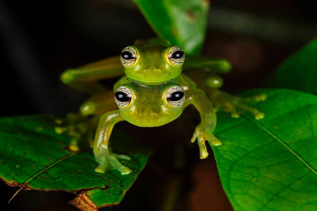 Spiny Cochran Frog, mating, San Cipriano, Choco, Colombia Spiny Cochran Frog, mating, San Cipriano, Choc, Colombia  Copyright: ThomasxMarent 11980817