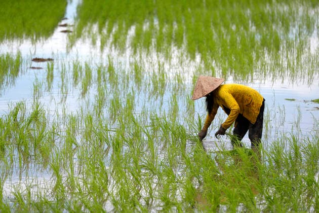Mekong Delta. Woman farmer working in a rice field. Transplanting rice. Can Tho. Vietnam. Godongxxxxxcontact@godong-photo.com 971_31_vn030489a