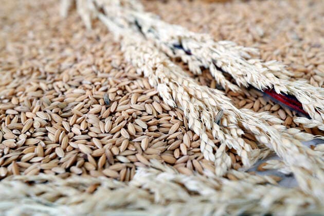 Raw rice grain and dry rice plant. Ho Chi Minh City. Vietnam. Godongxxxxxcontact@godong-photo.com 971_31_vn030496a