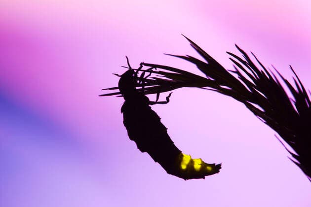 IMAGO Nature: Unsere Erde, Lichtverschmutzung in den Nächten bedroht Glühwürmchen-Populationen Glow Worm - female (Lampyris noctiluca)  Copyright: DavidxChapman 10740536