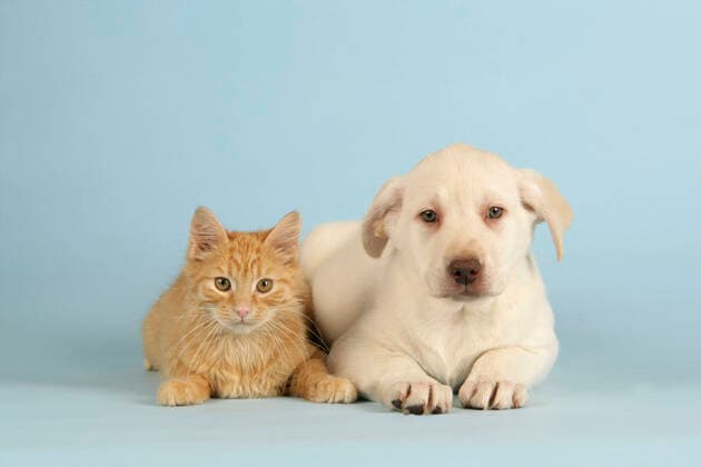 Dog and Cat - puppy & kitten lying down together  Copyright: JohnxDaniels 10745093