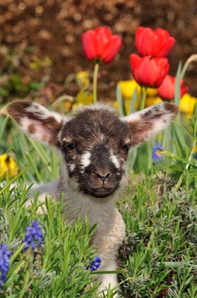 Sheep - lamb in spring flowers  Copyright: JohnxDaniels 10746494
