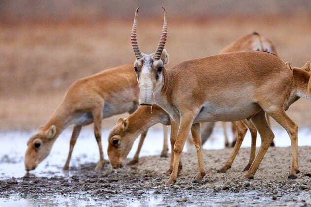 ASTRAKHAN REGION, RUSSIA - SEPTEMBER 20, 2019: Saiga antelopes at the Stepnoi Nature Reserve in Liman District of Russia s Astrakhan Region. The Stepnoi Nature Reserve was created in 2000 specially for saiga antelopes; it covers an area of 109.4 thousand hectares. Dmitry Rogulin TASS  TS0BC21B