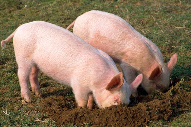Pig - piglets digging in ground  Copyright: JohnxDaniels 10750002