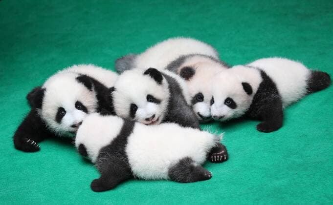 Bilder des Jahres 2019, Entertainment 09 September Entertainment Themen der Woche KW39 Entertainment Bilder des Tages (190924) -- CHENGDU, Sept. 24, 2019 -- Photo taken on Sept. 24, 2019 shows giant panda cubs at Chengdu Research Base of Giant Panda Breeding in Chengdu, capital of southwest China s Sichuan Province. A total of seven giant panda cubs born in the base in 2019 met the public here Tuesday. ) CHINA-CHENGDU-GIANT PANDA-CUBS (CN) JiangxHongjing 