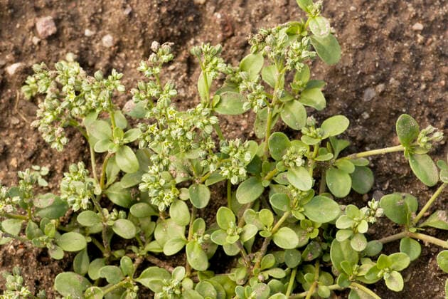 Four-leaved allseed (Polycarpon tetraphyllum). Rare coastal plant in UK.  Copyright: BobxxGibbons 10755243