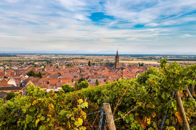 Medieval wine village Dambach la Ville with vineyards, Alsace, wine route, France, wine region in Alsace  1082002435