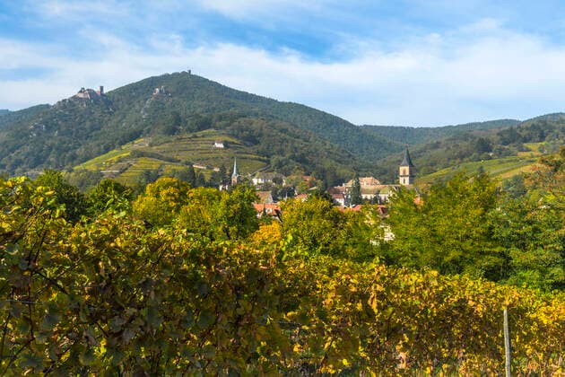 Panorama of the village Ribeauvillé with landscape, Alsace Wine Road, France, Vosges with vineyards and castles in the background.  1082002307