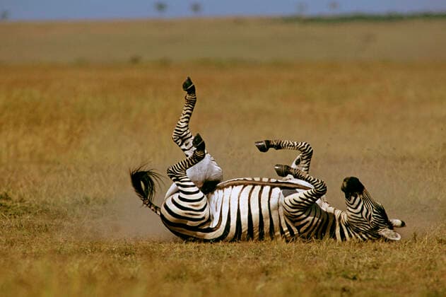 Burchell s Plains Common Zebra - rolling on back (Equus quagga burchelli ). Maasai Mara National Reserve - Kenya.  Copyright: Ferrero-xLabat 10764064