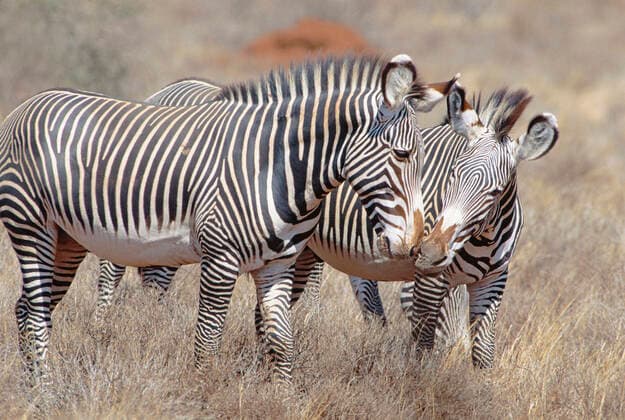 GrevyÕs Zebra - small group with pair nuzzling (Equus grevyi). Samburu National Reserve - Kenya.  Copyright: Ferrero-xLabat 10764165