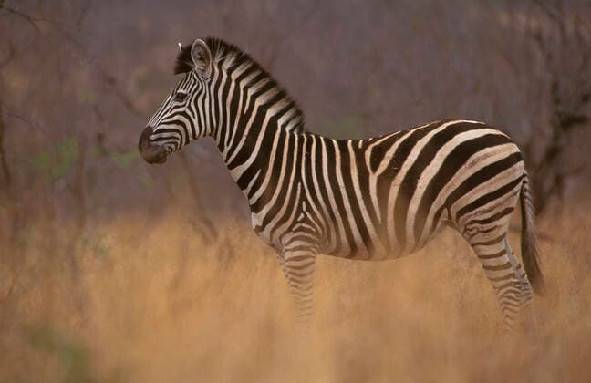 Common BurchellÕs Plains Zebra - Standing in tall grass. (Equus quagga burchelli ). Kruger National Park, South Africa.  Copyright: Jean-PaulxFerrero 10765701