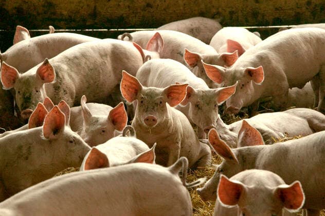 Large White PIGS - in pen  Copyright: JeanxMichelxLabat 10768685