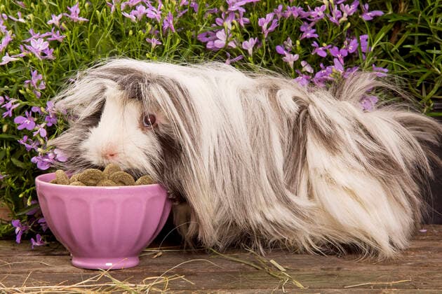 Guinea Pig - eating dried food from bowl  Copyright: JeanxMichelxLabat 10772154