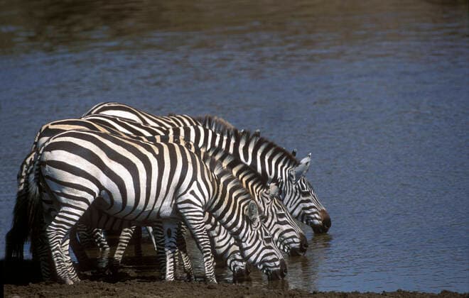 Burchell s Zebra - drinking (Equus burchelli)  Copyright: Jean-MichelxLabat 10776679