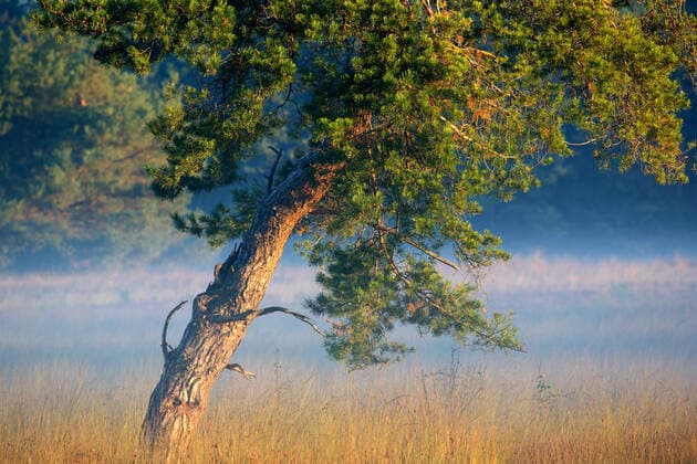 Foehre, Waldkiefer, Wald-Kiefer, Gemeine Kiefer (Pinus sylvestris), Flaes en Goorven im Morgennebel, Niederlande, Nordbrabant, Esbeek Scotch pine, Scots pine (Pinus sylvestris), Flaes en Goorven in morning mist, Netherlands, Noord-Brabant, Esbeek BLWS546388 Copyright: xblickwinkel W.xPattynx