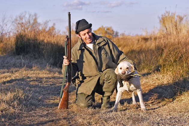 Labrador - with hunter, carrying gamebird in mouth. France.  Copyright: M.xWatson 10779344