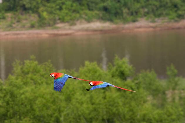 IMAGO Nature: Unsere Erde, Umweltverträgliche Herausforderungen, Regenwald Scarlet Macaw (Ara macao). Tambopata Nature Reserve Peru.  Copyright: M.xWatson 10780862