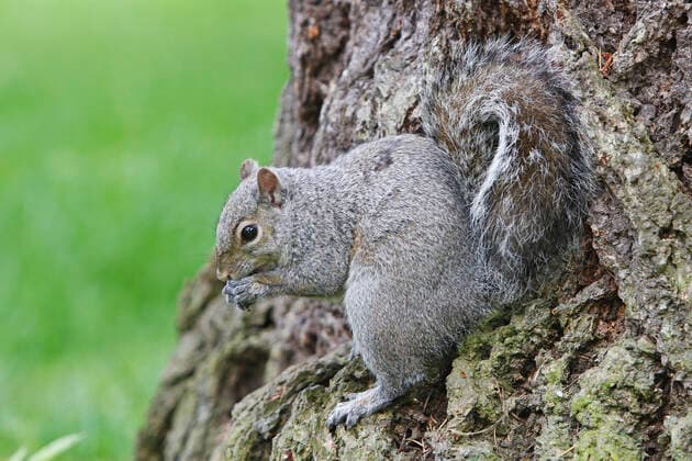 Eastern grey squirrel (Sciurus carolinensis). Stanley park. Vancouver - Canada.  Copyright: M.xWatson 10782170
