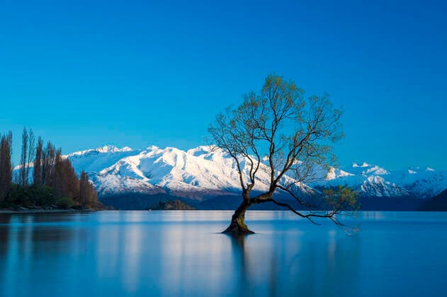 The Wanaka Tree at backed by snow capped mountains, Wanaka, Otago, South Island, New Zealand, Pacific Copyright: EdxRhodes 1306-313