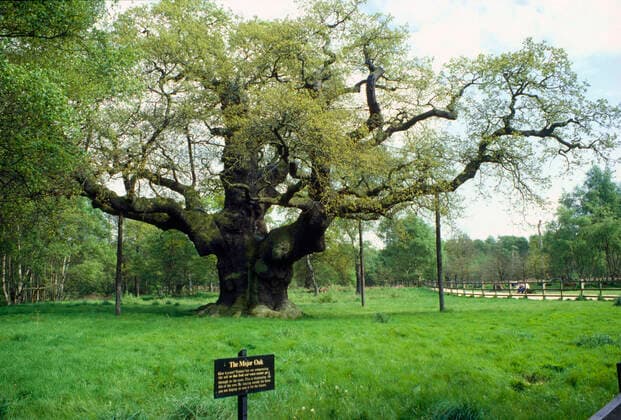 Major Oak. Sherwood Forest, Nottingham, UK.  Copyright: JohnxMason 10852044