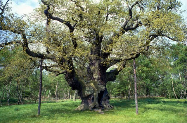 Major Oak. Sherwood Forest, Nottingham, UK.  Copyright: JohnxMason 10852045
