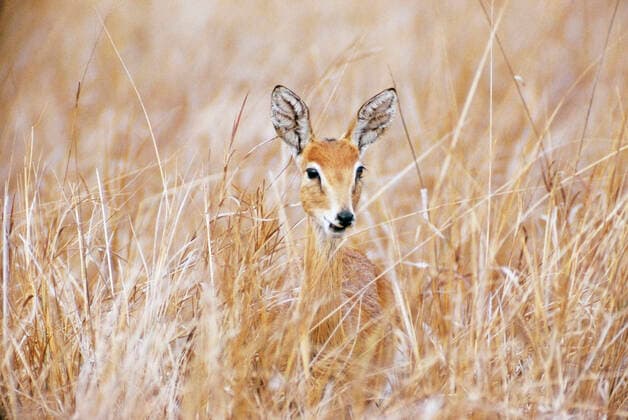 IMAGO Nature: Unsere Erde, Naturschutz, Naturschutzgebiete in Afrika Oribi - female (Ourebia ourebia). Gorangosa National Park in Central Mozambique, Africa.  Copyright: KennethxWxFink 10853150