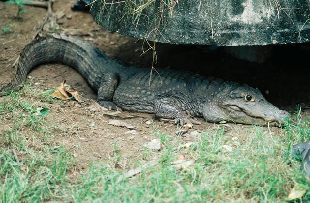 Siamese Crocodile (Crocodylus siamensis)  Copyright: MasahiroxIijima 10853814